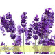 Lavender-保加利亞真薰衣草 Lavender-保加利亞真薰衣草